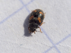 Nephus quadrimaculatus