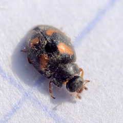Nephus quadrimaculatus