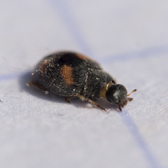 Nephus quadrimaculatus