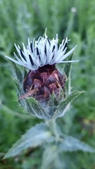 Carthamus caeruleus