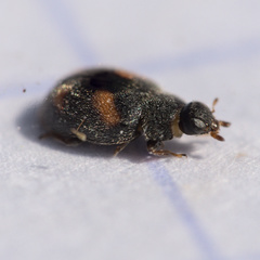 Nephus quadrimaculatus
