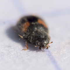 Nephus quadrimaculatus