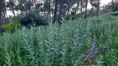 Carthamus caeruleus