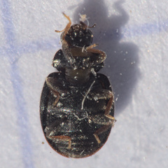 Nephus quadrimaculatus
