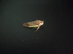 Hamana gelbata