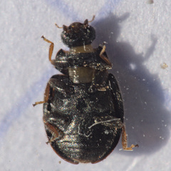 Nephus quadrimaculatus