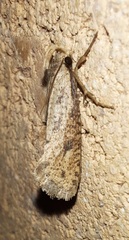 Acrolophus mortipennella