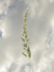 Enneapogon cenchroides