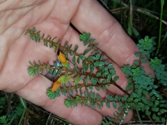 Pultenaea maritima