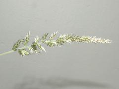 Enneapogon cenchroides