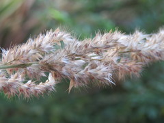 Enneapogon cenchroides