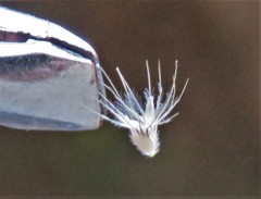 Enneapogon cenchroides