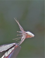 Enneapogon cenchroides