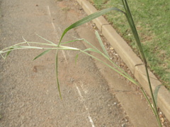 Enneapogon cenchroides