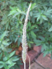 Enneapogon cenchroides