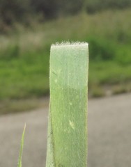 Enneapogon cenchroides