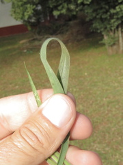 Enneapogon cenchroides