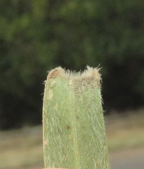 Enneapogon cenchroides