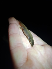 Lissotriton vulgaris