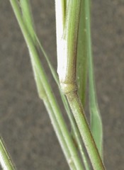 Enneapogon cenchroides