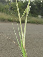 Enneapogon cenchroides