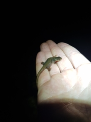 Lissotriton vulgaris