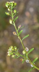 Lobularia libyca
