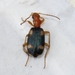 Brachinus quadriguttatus - Photo 由 Каскинова Миляуша 所上傳的 (c) Каскинова Миляуша，保留部份權利CC BY-NC