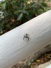 Thiania bhamoensis