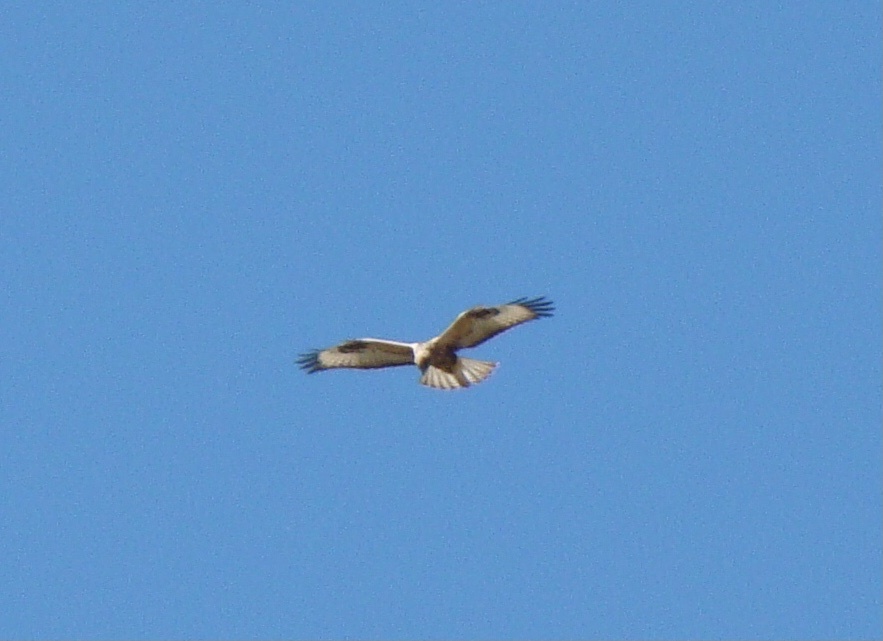 Long-legged Buzzard