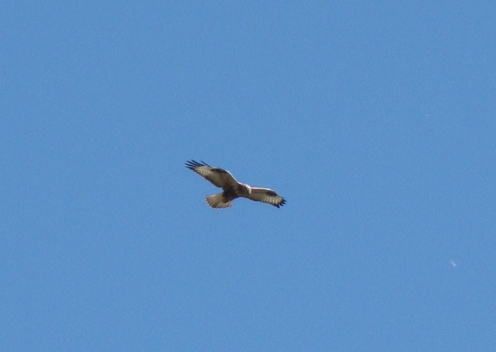 Long-legged Buzzard