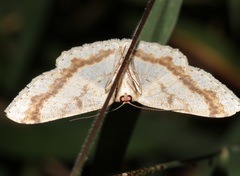 Luxiaria emphatica