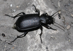 Calosoma maderae