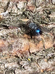 Calliphora quadrimaculata