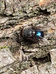 Calliphora quadrimaculata
