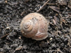 Image of Euomphalia aristata