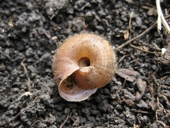 Euomphalia aristata