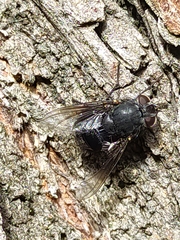 Calliphora quadrimaculata