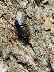Calliphora quadrimaculata