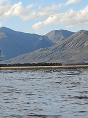 Aythya novaeseelandiae