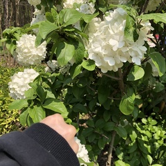 Viburnum macrocephalum