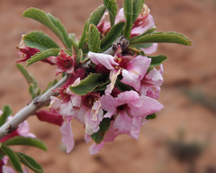 Prunus prostrata concolor