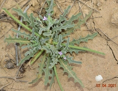 Matthiola tricuspidata