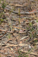 Genoplesium clivicola