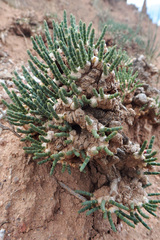Anabasis cretacea