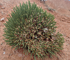 Anabasis cretacea