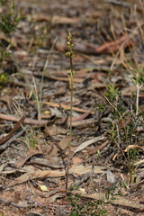 Genoplesium clivicola