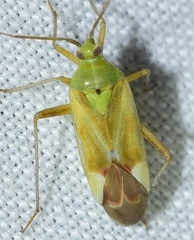 Reuterista instabilis