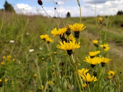 Hieracium laevigatum