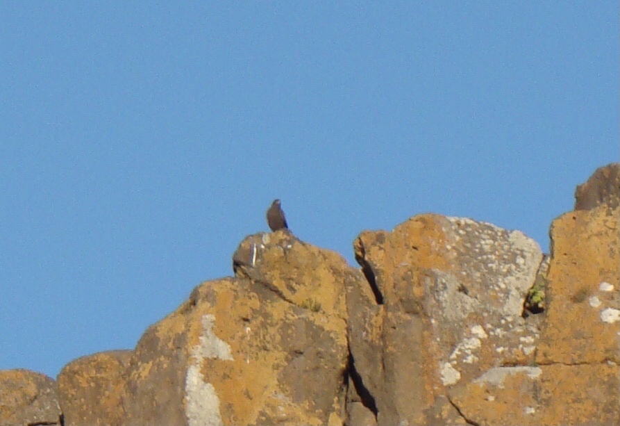 Long-legged Buzzard